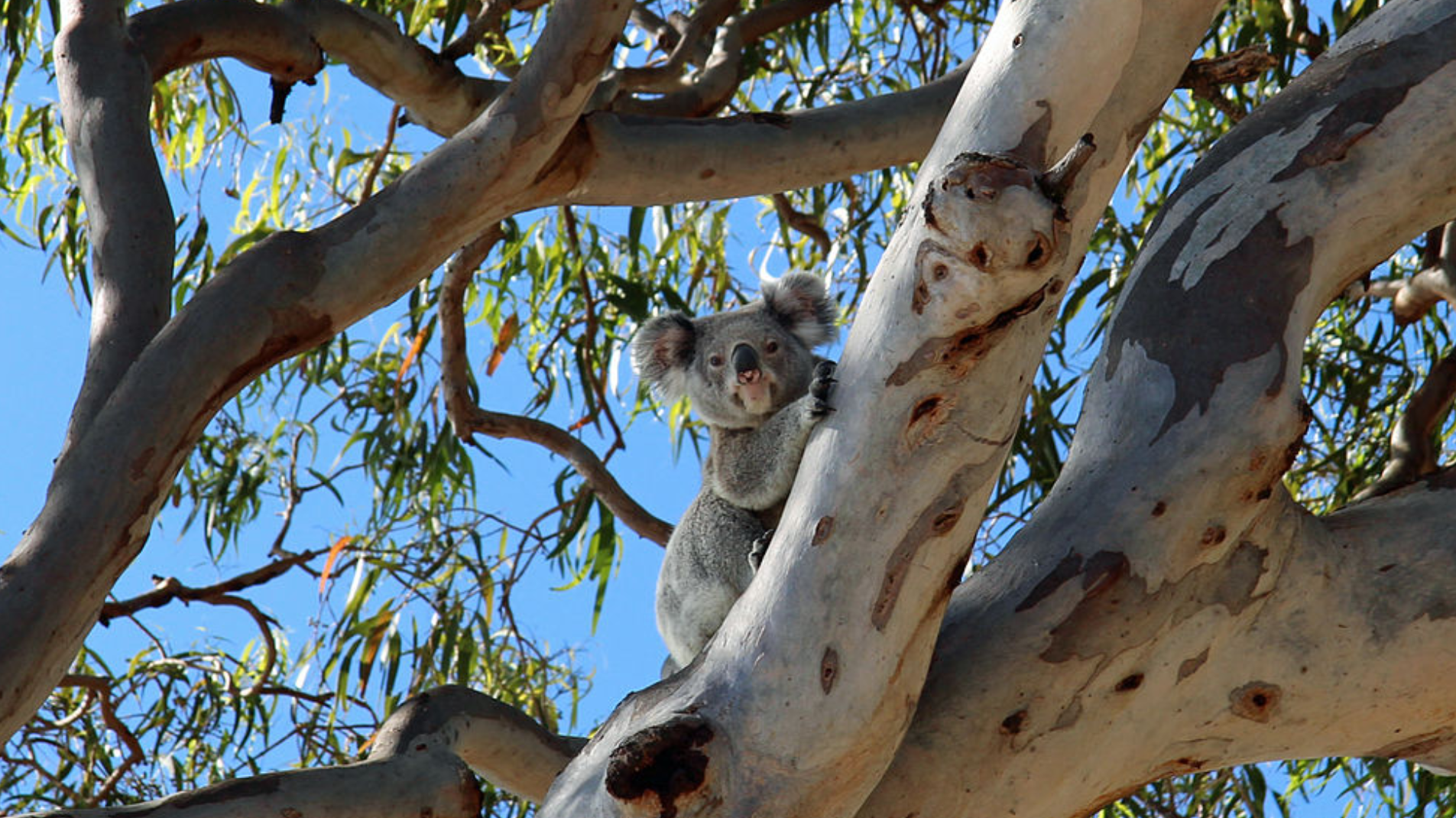 Redlands Koala